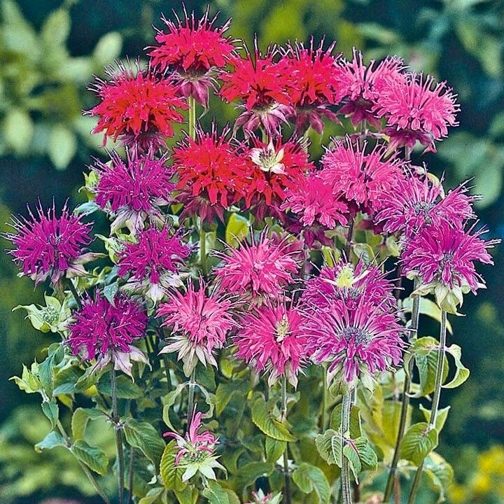 Mixed Bee Balm Seeds ~ Monarda Didyma ~ Bees ~ Spring Time ~ Grow Your Own ~