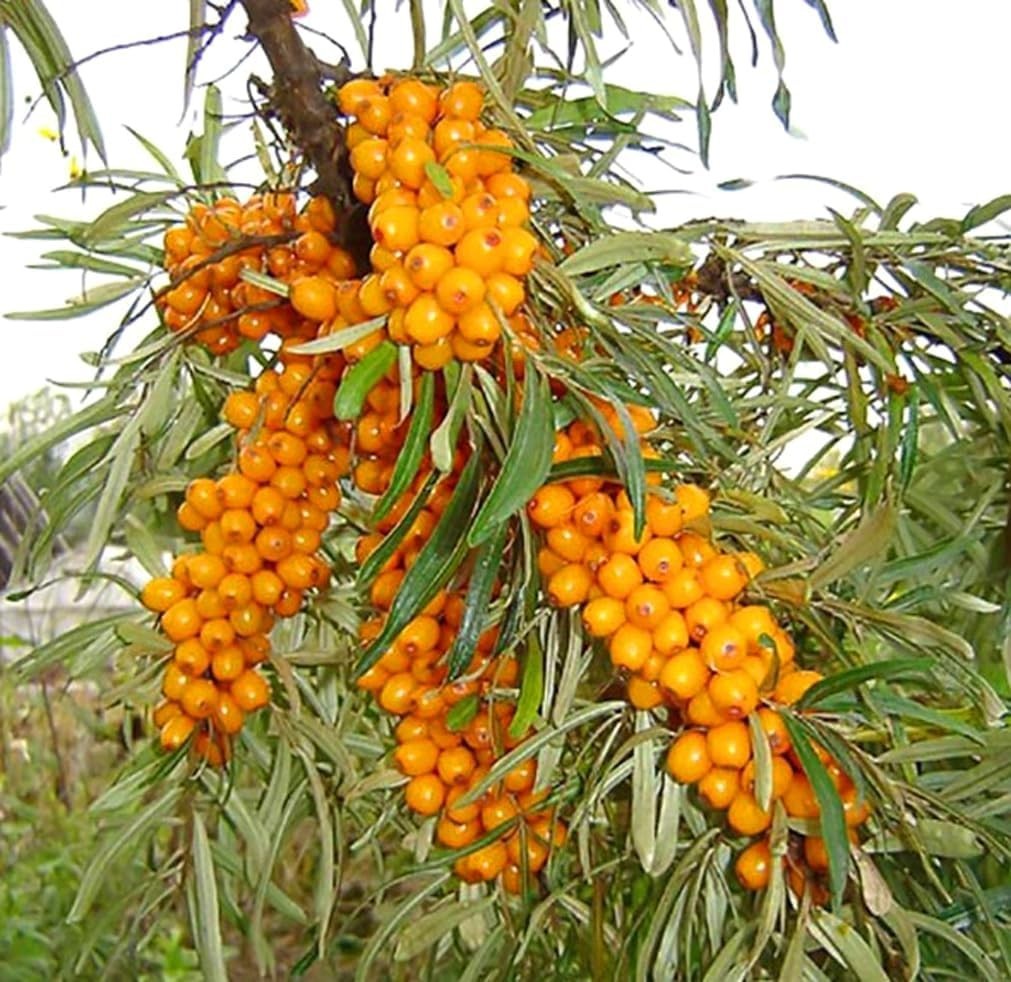 Edible Sea Buckthorn Seeds – 50PCS Drought Tolerant & Versatile Fruit Shrubs