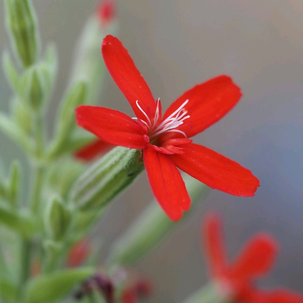 Royal Catchfly Seeds (Silene Regia)