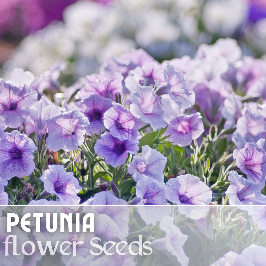 1000+ Sublime Plum Petunia Seeds US SELLER Perennial Flowers Seed Annual Bulk