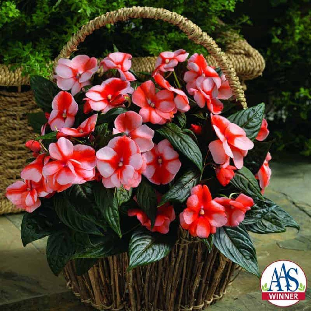 25 Seeds AAS Winner Sweet Orange New Guinea Impatiens Garden Flower Seeds