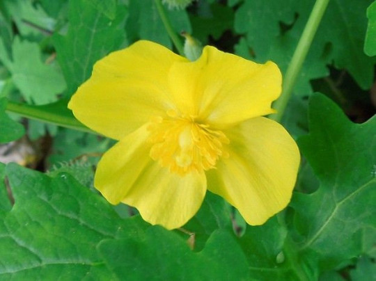 5 Yellow Wild Woodland Poppy Celandine Woodland Marsh ~Native H