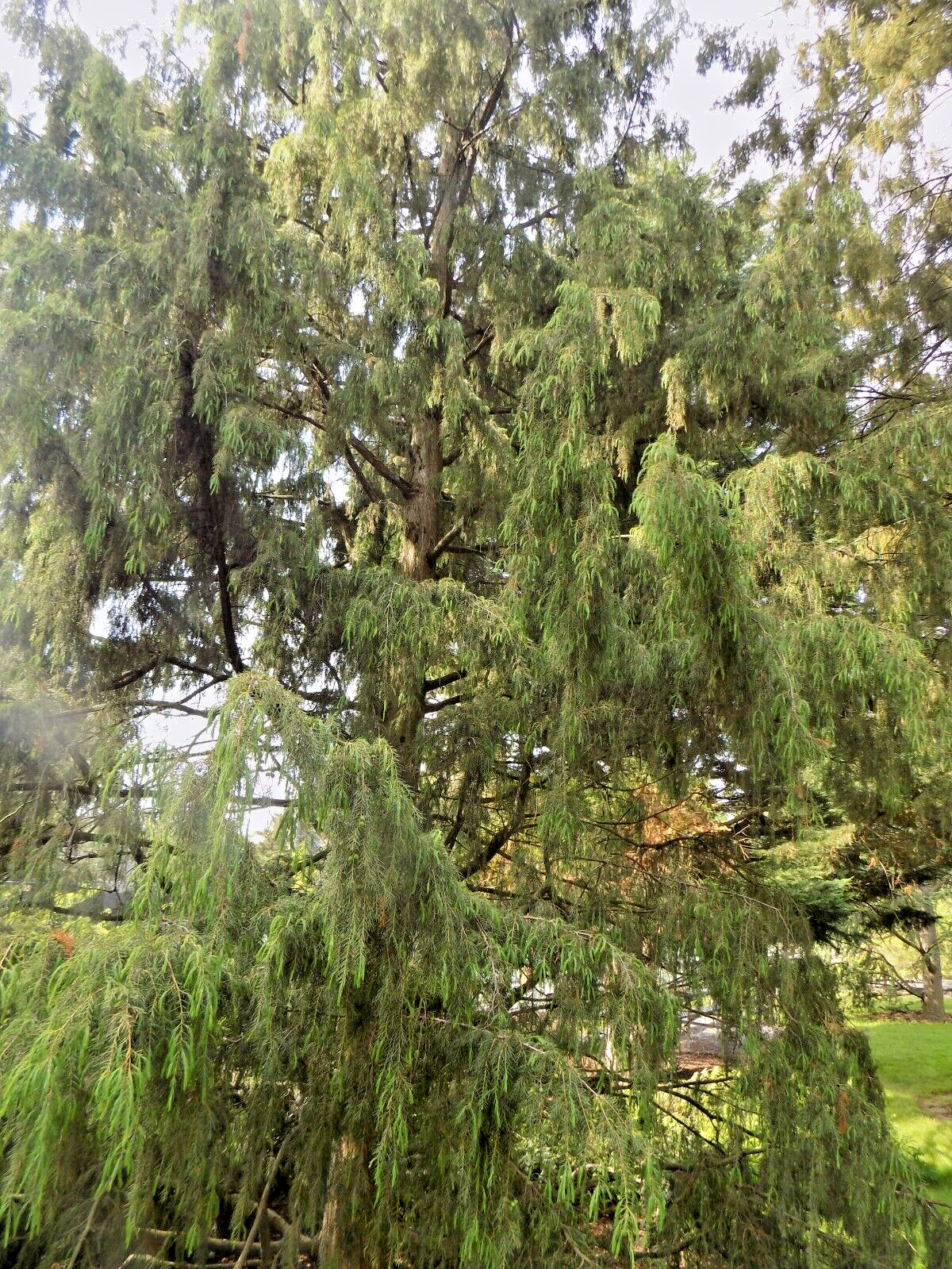 15 Oblong-pendulous juniper seeds -Juniperus communis ‘Oblonga Pendula’