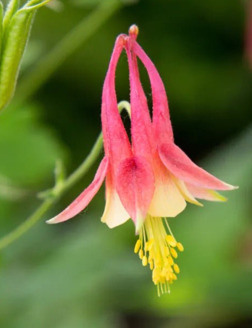 COLUMBINE SEEDS perennial FLOWER 50+ Seeds FREE SHIPPING