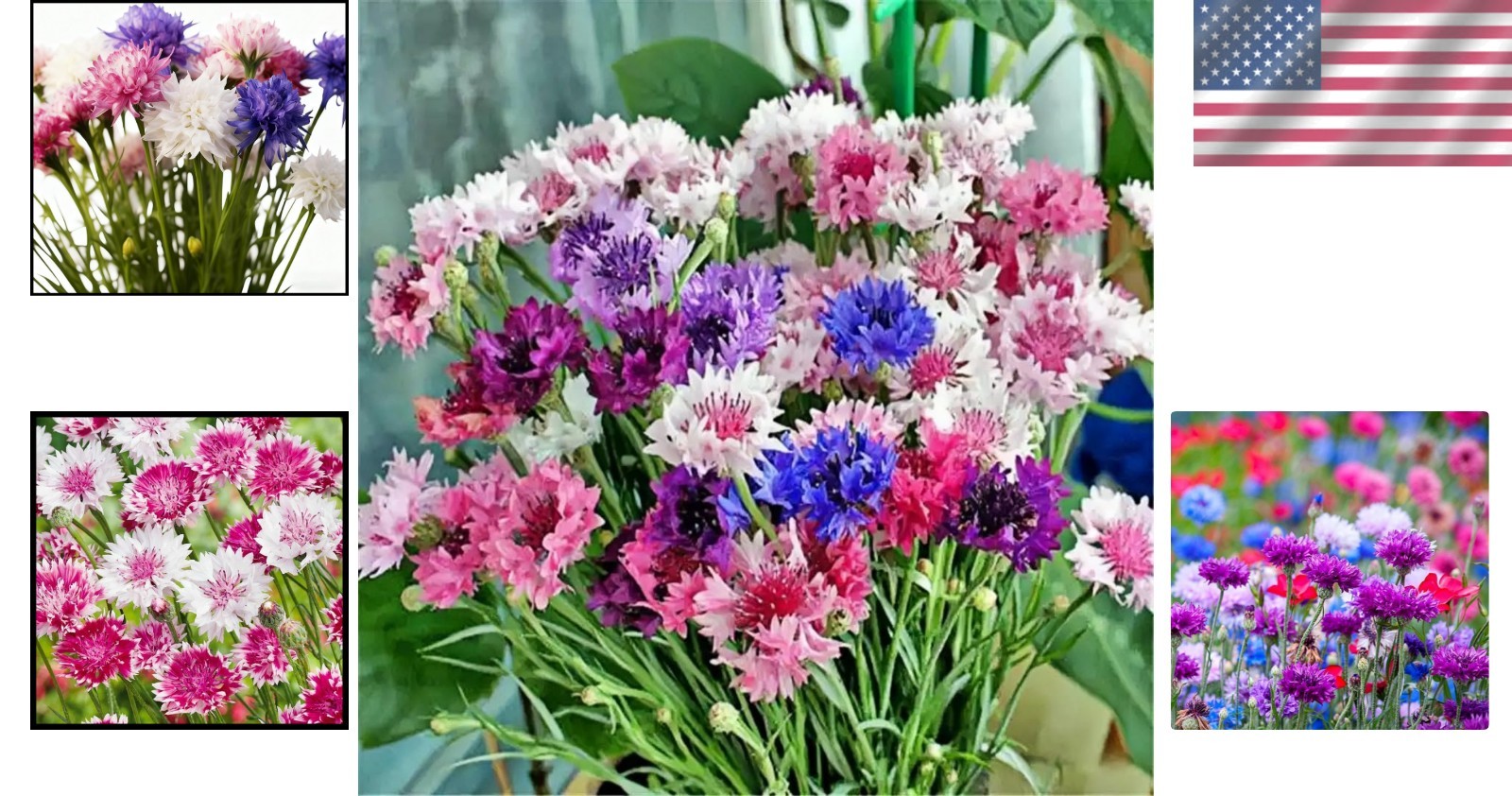 3000pcs Cornflower Seeds Bulk Pack– Heirloom Bachelor’s Button Wildflower See…