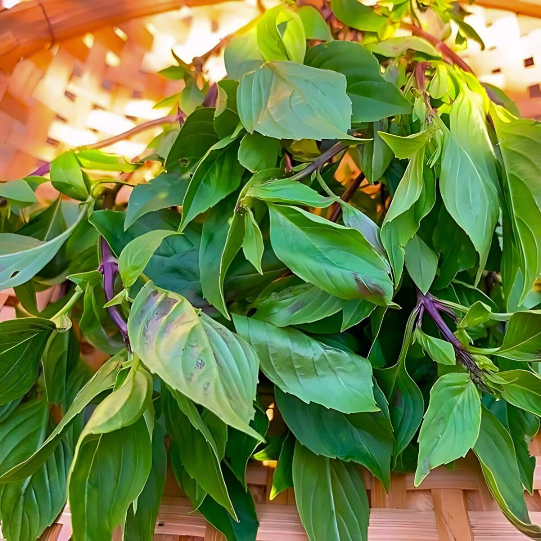 Fresh Sweet Large Leaf Thai Basil Seeds | Heirloom | Non-GMO | Asian Herb Seeds
