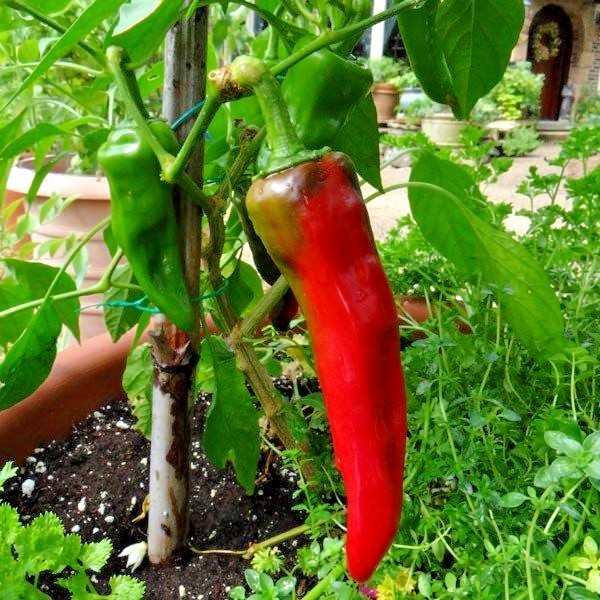 101+ANAHEIM CHILI PEPPER Seeds Organic Heirloom Vegetable Garden Container Easy