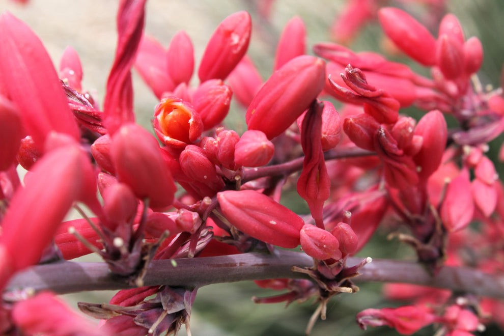 Hesperaloe Parviflora aka Red Yucca 8 Seeds Free Shipping!