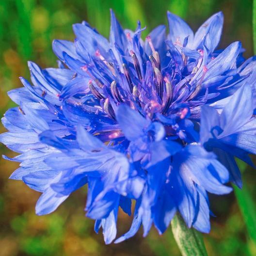 Wildflower Mix SINGIN’ THE BLUES Exclusive Blue Heirloom Non-GMO USA 500+ Seeds
