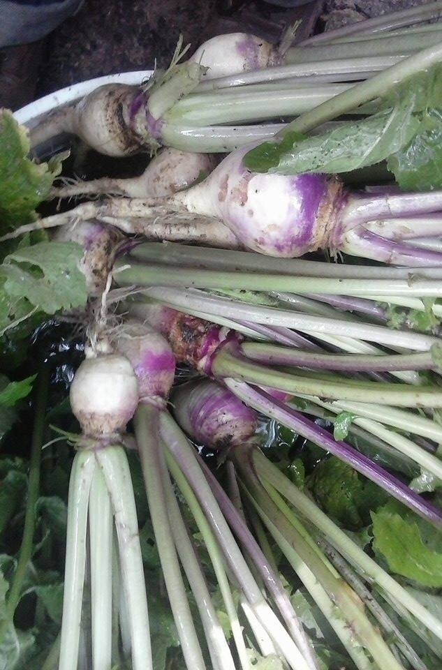 Heirloom Garden Seeds | Non-GMO Vegetable & Herb Seeds | Survival Gardening