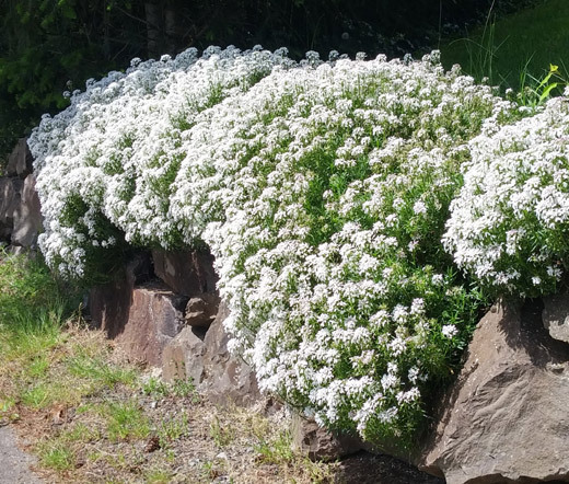 CANDYTUFT WHITE PERENNIAL EVERGREEN Iberis Sempervirens – 500 Bulk Seeds
