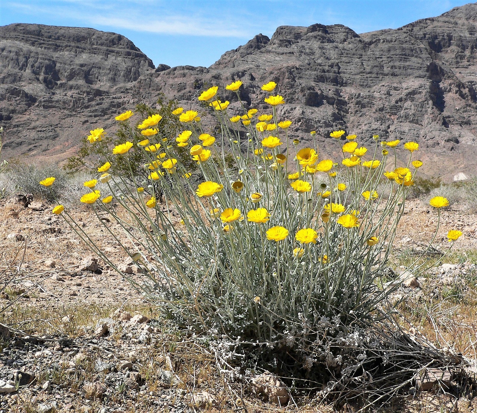 500 Yellow DESERT MARIGOLD Baileya Multiradiata Showy Drought Daisy Flower Seeds