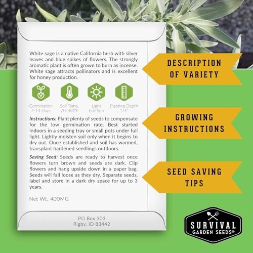 – White Sage Seeds for Planting – Grow Sustainable Smudging Herbs – Packets 3