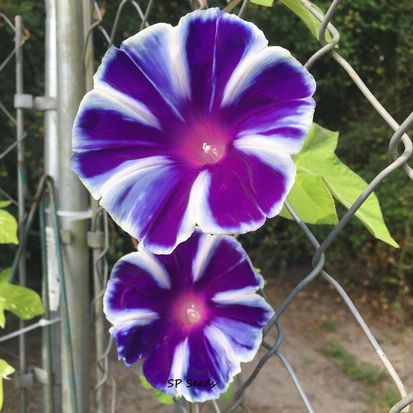 Blue Suede Fuji – Japanese Morning Glory – ipomoea NIL – 6 seeds