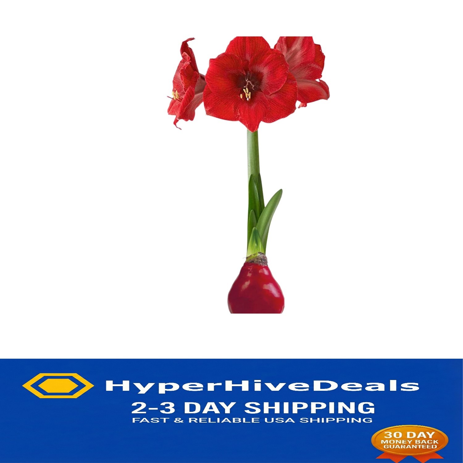 Waxed Amaryllis Bulb – Vibrant Red Blooms, No Watering – Perfect Holiday Gift