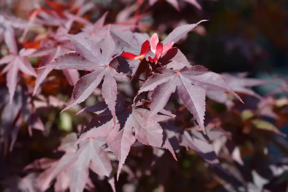 40+ Bloodgood Japanese Maple Seeds – Acer palmatum Atropurpureum