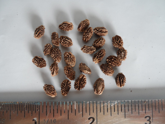 15 Papaya seeds, typical variety of Puerto Rico, Grown on my farm, Very sweet!