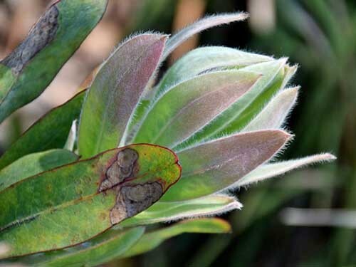 Protea magnifica | Queen Protea | 5 Seeds