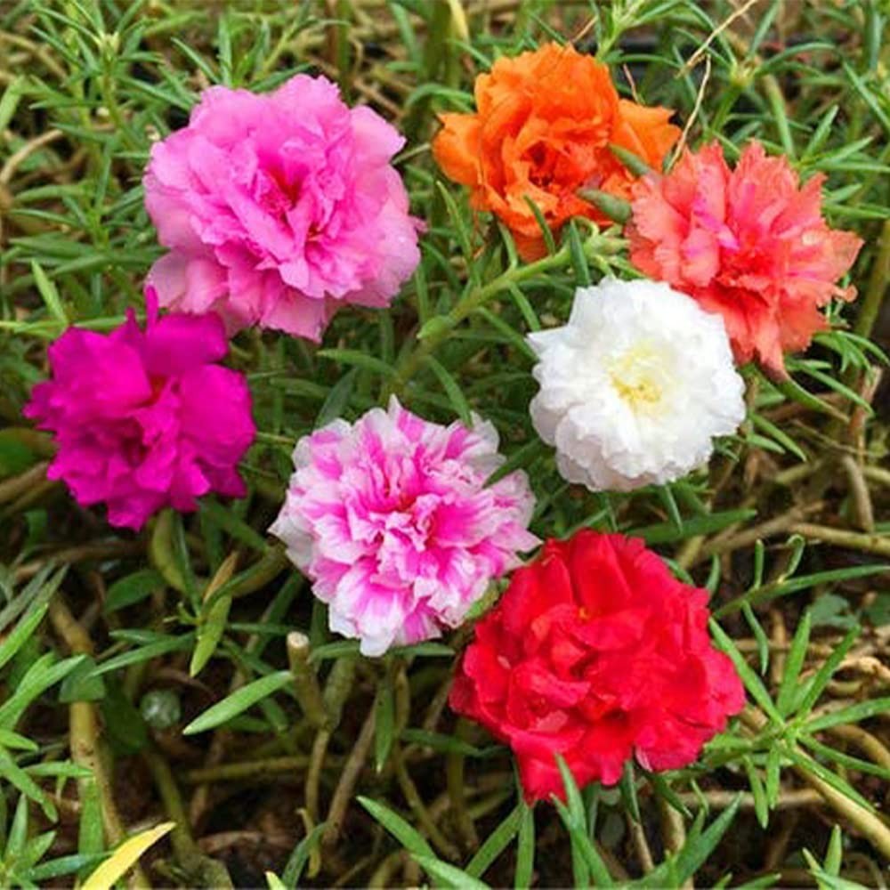 QAUZUY GARDEN Mixed Moss Rose Seeds 1000 Seeds ‘Portulaca Grandiflora’ Flower…