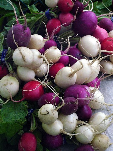 Radish Seed: Easter Egg Radish Seed Fresh Seed