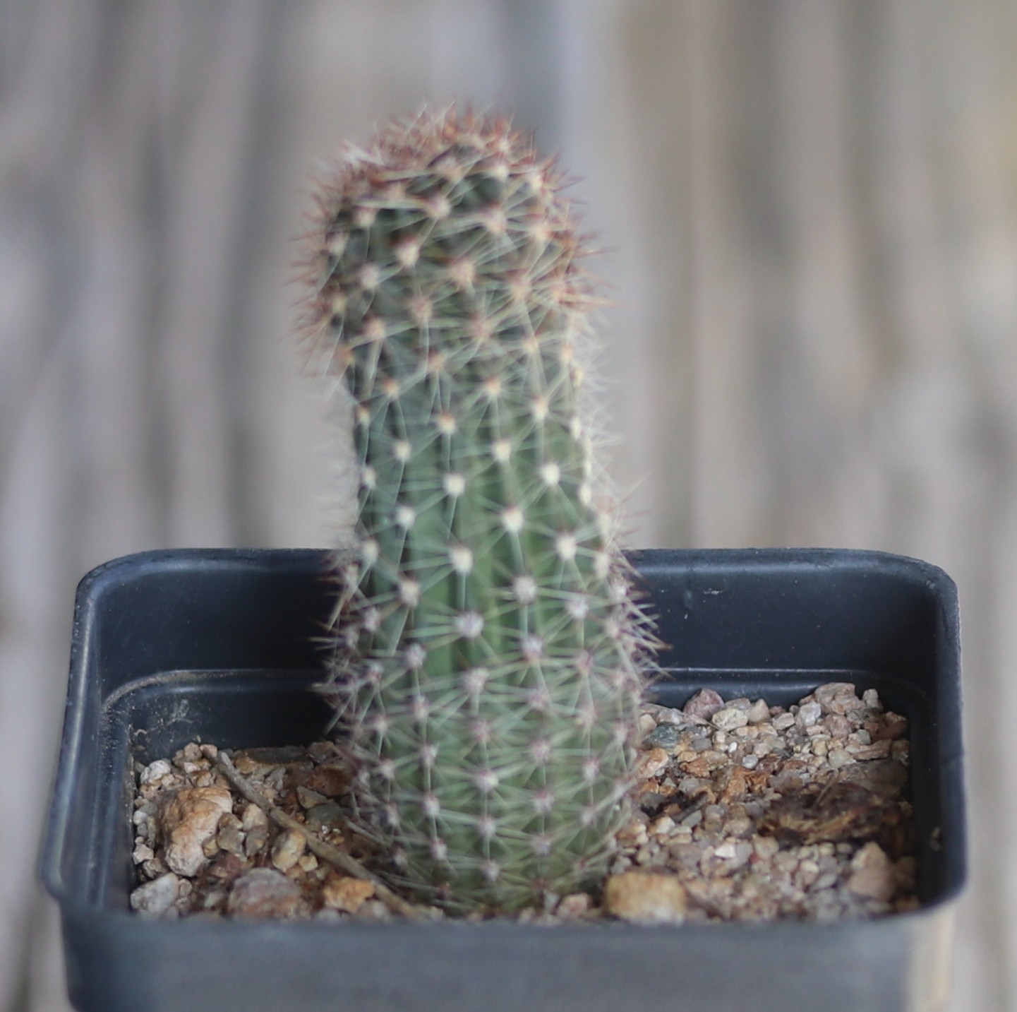 Echinopsis hybrid ‘Tricolor’