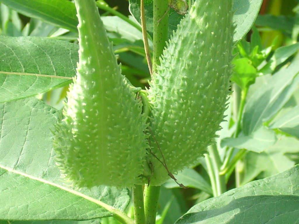 30 COMMON MILKWEED SEEDS – Asclepias syriaca