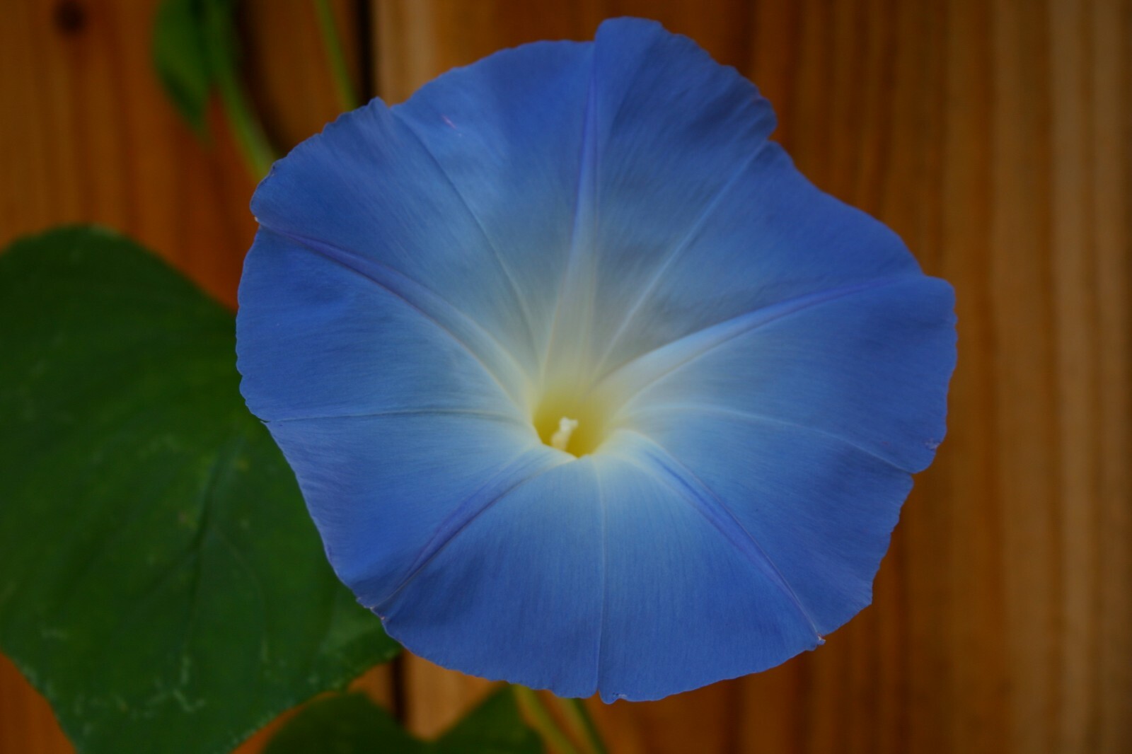Ipomoea tricolor var. heavenly blue 30 Seeds – Heavenly Blue Morning Glory