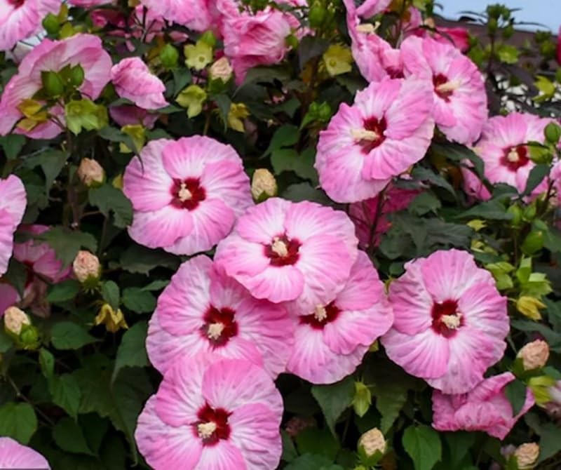 50+ Rose Mallow Hibiscus Seeds Flowers Garden Planting