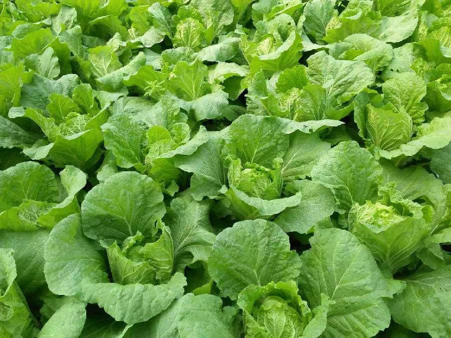🌱Heirloom Wong Bok Chinese Cabbage/Napa Cabbage 50+ Seeds