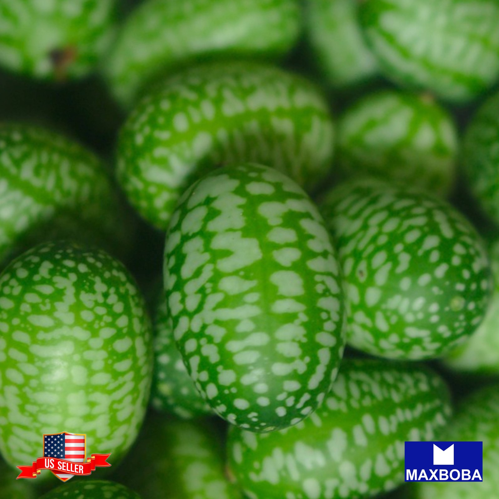 75+ Cucamelon Seeds Mexican Sour Gherkin Heirloom Non-GMO Vegetable