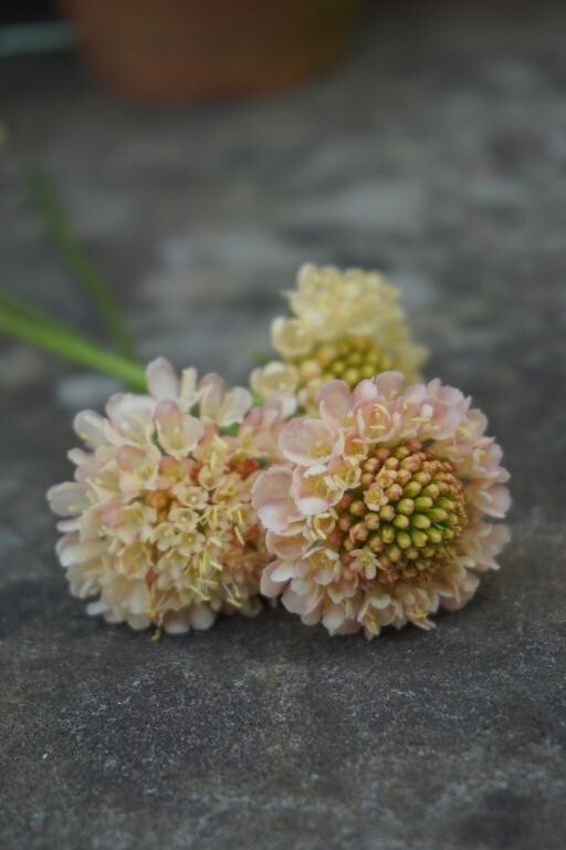 100+ Scabiosa Fata Morgana seeds
