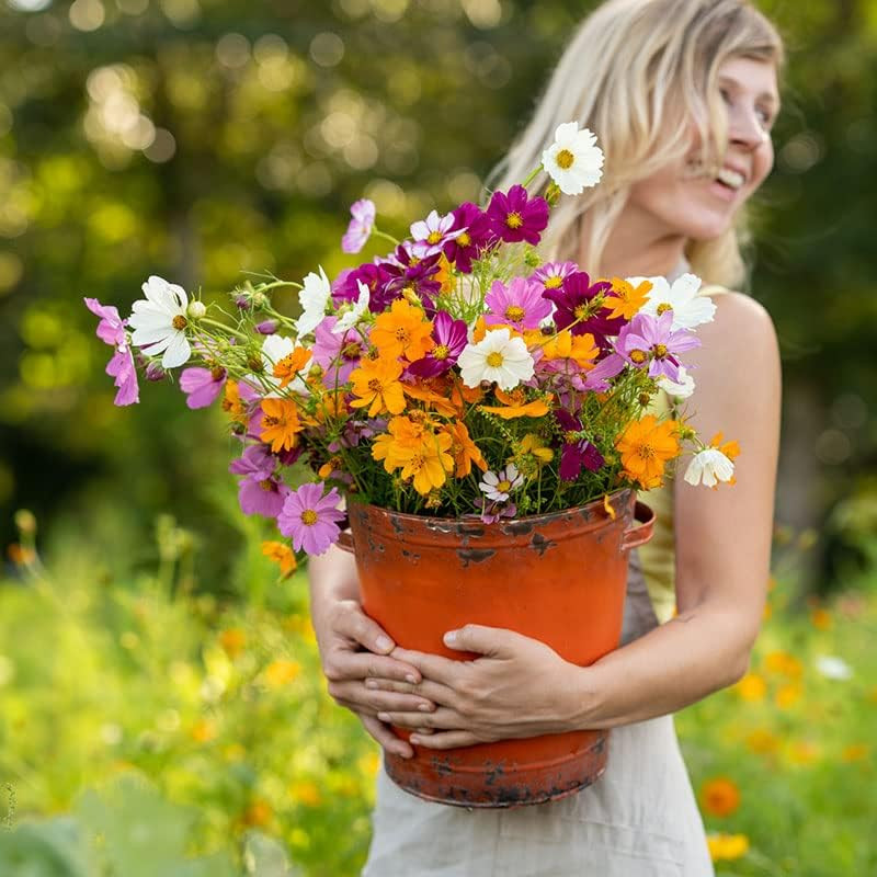 Crazy for Cosmos Flower Mixed Seeds for Planting, 1/4 Lb, 120,000+ Seeds with Co