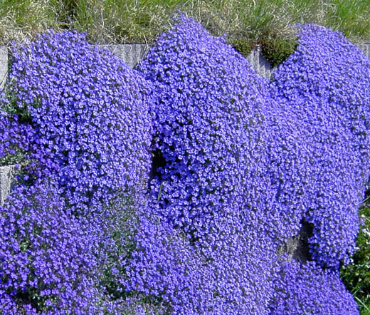 AUBRIETA ROCK CRESS CASCADE BLUE Aubrieta Hybrida Superbissima – 200 Bulk Seeds