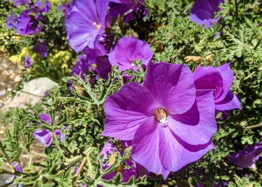 Lilac Hibiscus, Alyogyne Huegelii – 20 seeds 2024 – USA