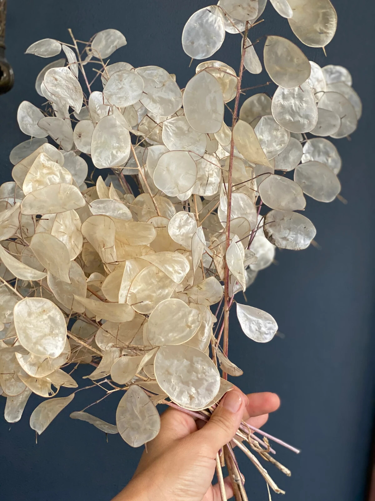 Burpee Money Plant Lunaria Seeds Perennial 500 mg. Full Sun or Part Shade Packet