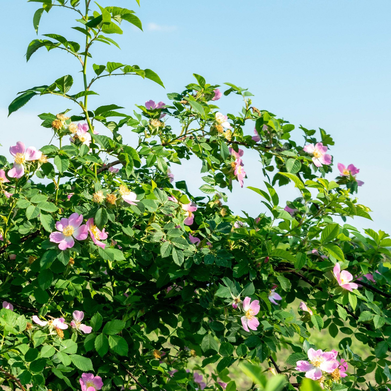 Meadow Rose Seeds (Rosa blanda) ~Herb Native Wildflower Pollinator Attractor