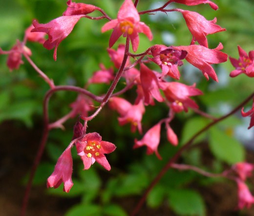 HEUCHERA CORAL BELLS Bressingham Hybrids Heuchera Sanguinea – 200 Bulk Seeds