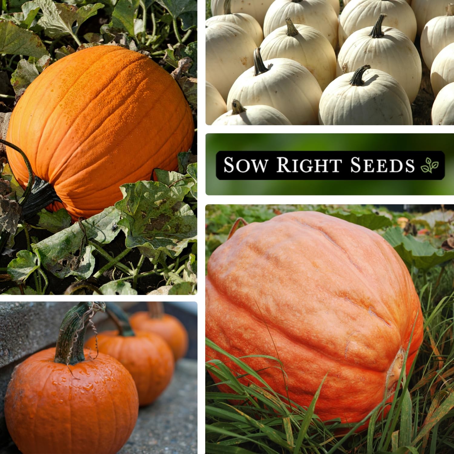 Classic Pumpkin Seed Collection NonGMO Heirloom Seeds for Home Garden