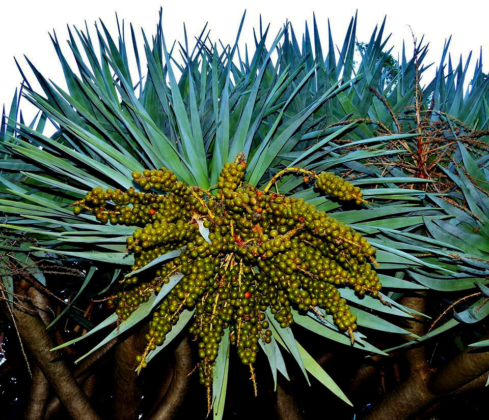 20 Dragon’s Blood Tree Seeds (Dracaena draco) Exotic Canary Island Palm Bonsai