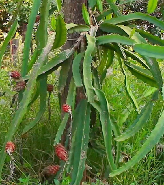 ULTRA RARE Desert King Dragon Fruit 2 feet long (1) flesh cutting