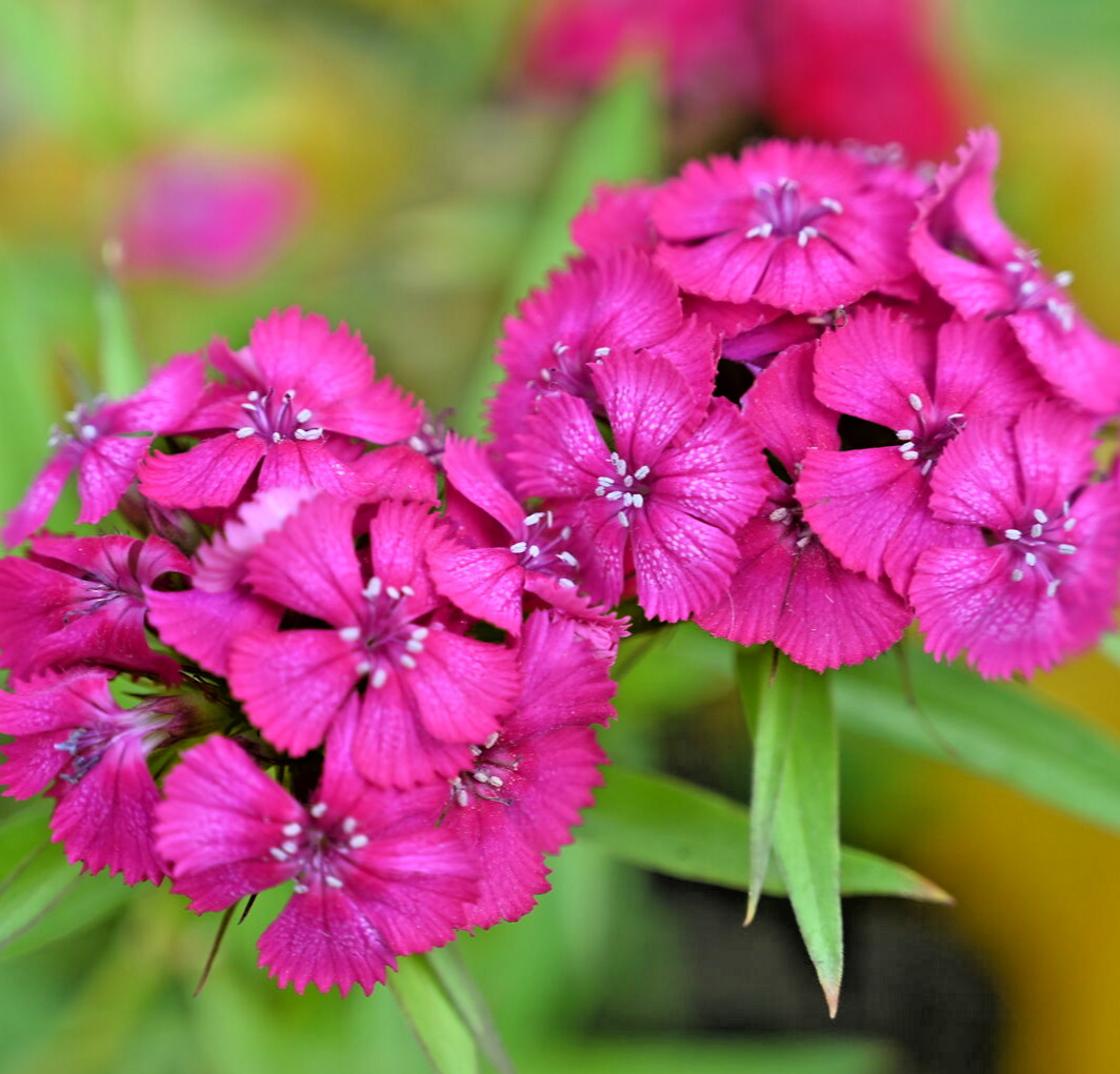 10000 DIANTHUS BARBATUS Seeds (Pink Dianthus) Bulk Perennial House Plant Flowers