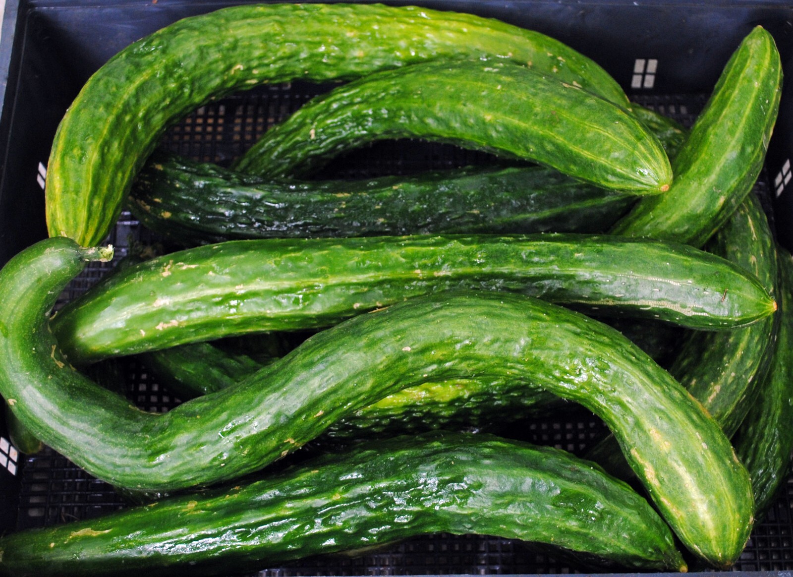 100+ Suyo Long Cucumber Seeds – Heirloom – Non GMO – Organic – Genuine —–RARE