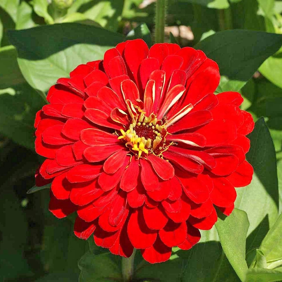 1/4 Lb Cherry Queen Zinnia Wildflower Seeds – Everwilde Farms Mylar Seed Packet
