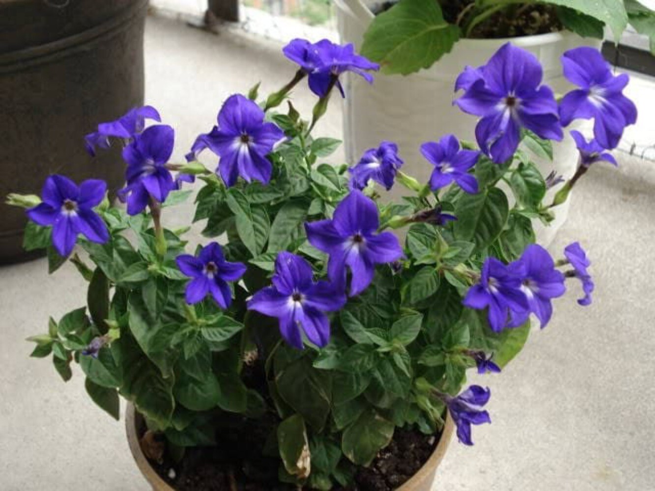 50 BROWALLIA Americana aka Amethyst Flower & Bush Violet Purple Flower Seeds