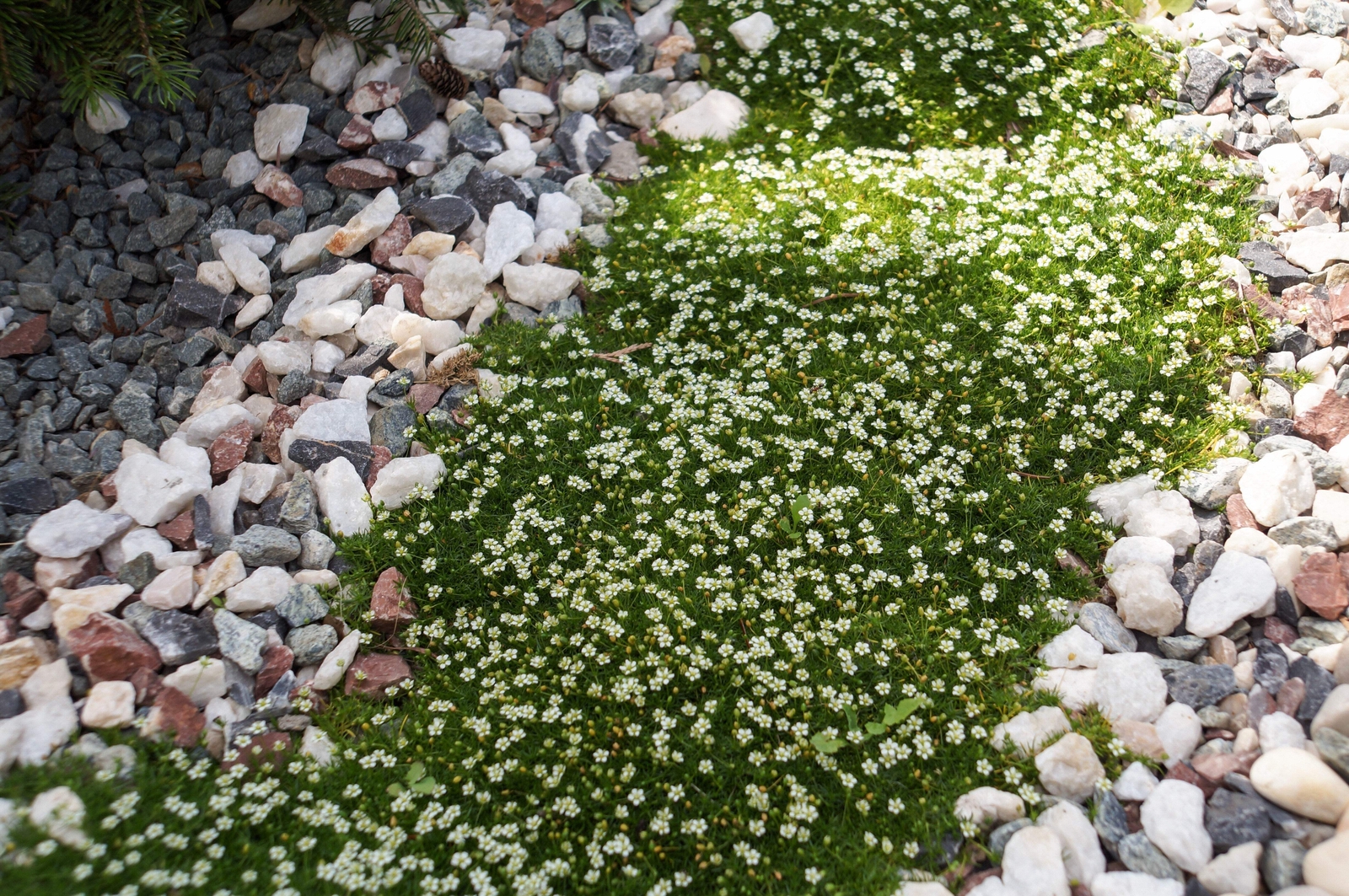 50 IRISH MOSS Groundcover Heath Pearlwort Sagina Subulata White Flower Seeds