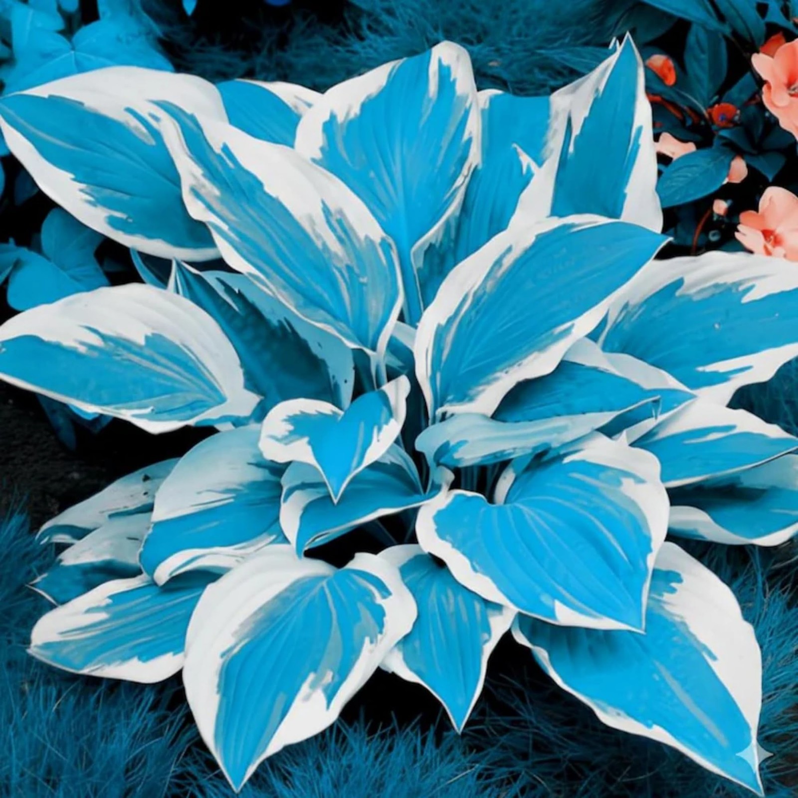 200+ Perennial Hosta Seeds for Outdoor Garden Planting