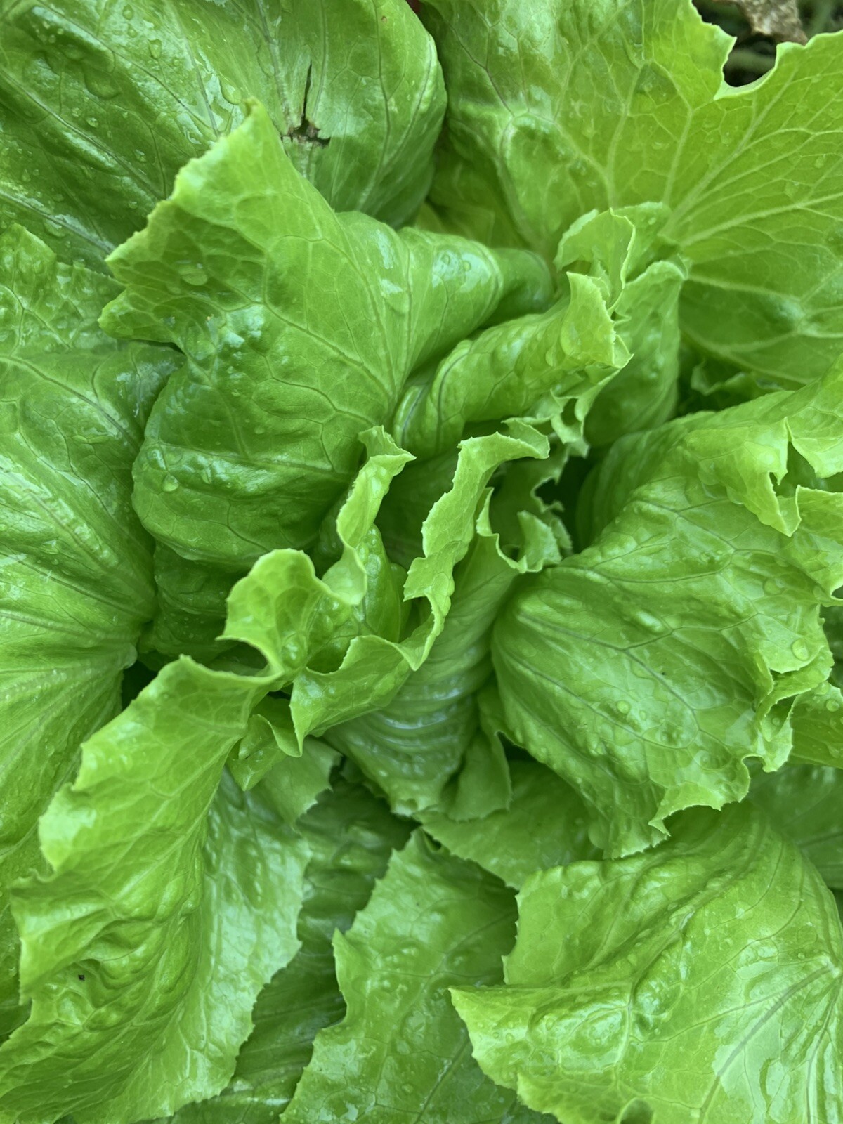 1000 Pc Best Lettuce Seeds, Butterhead, Bibb, NON-GMO, Heirloom, FREE SHIPPING