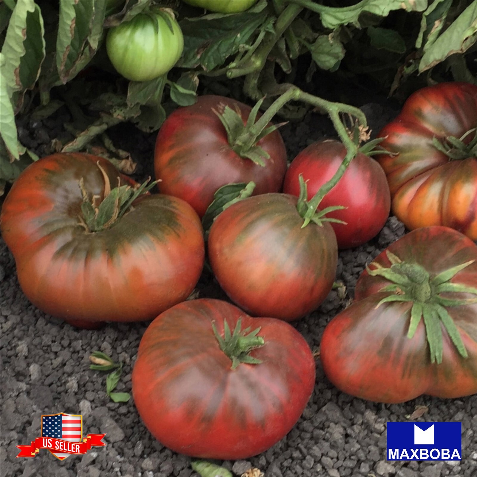 50+ Brandywine Black Regular Leaf Tomato Seeds Heirloom Non-GMO BTGO 75% OFF