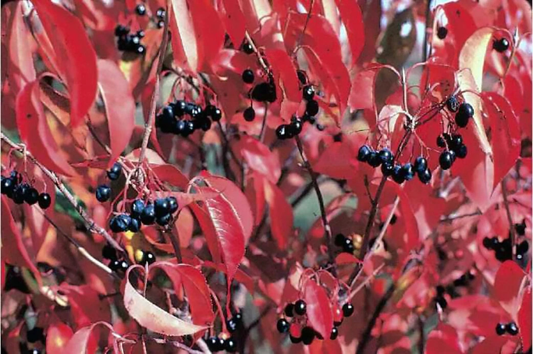 20+ seeds Nannyberry Native Shrub (Viburnum lentago) Edible & Medicinal