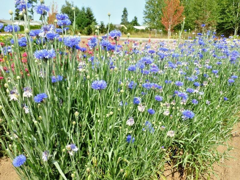501+Dwarf Blue BACHELOR BUTTON CORNFLOWER Seeds Deer Resistant Cut Dried Flowers